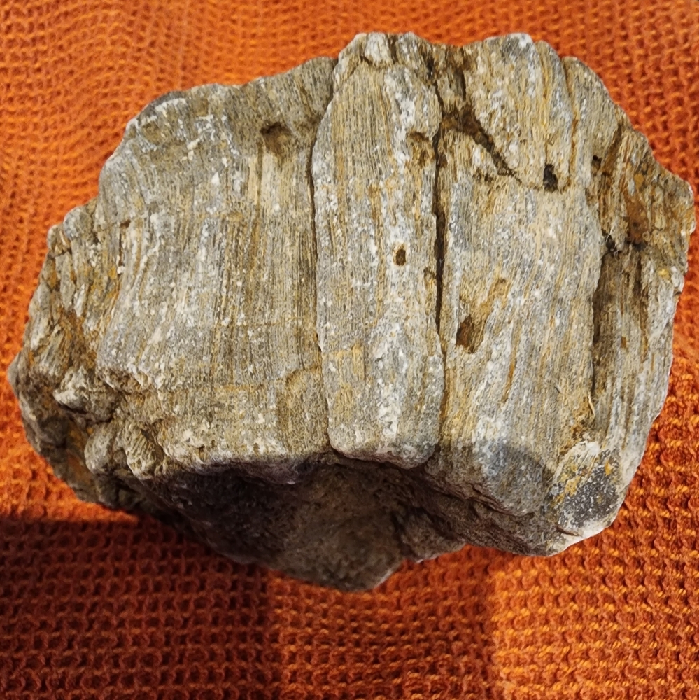 Giant Petrified Wood